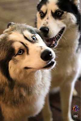 Photo of Bane and Shadow #image