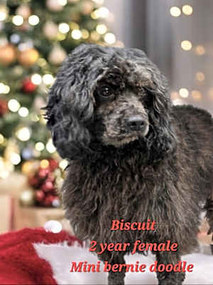 Photo of Biscuit #image