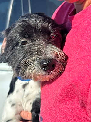Photo of Bentley #image