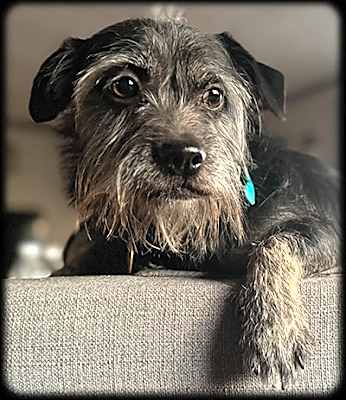 Photo of Simon-Adopted #image