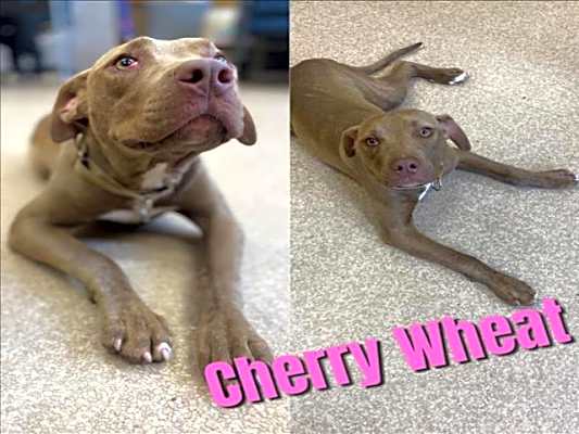 Photo of CHERRY WHEAT #image
