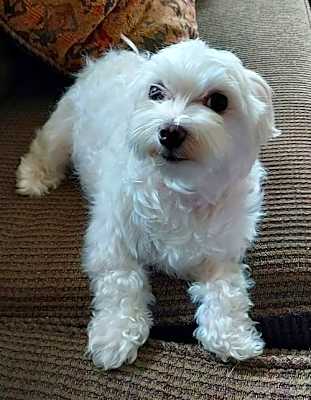 Photo of Pinky Lee (FL) #image