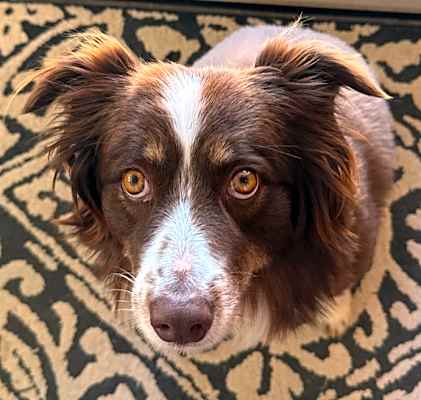 Photo of Josie #image