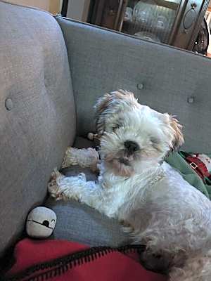 Photo of Timmy - NDMR TN #image