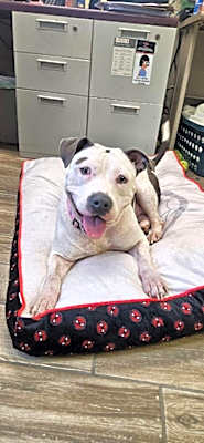 Photo of Trixie #image