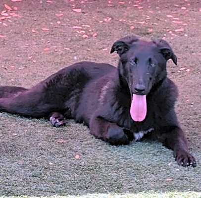 Photo of Alex - $75 Adoption Fee!  Diamond Dog! #image