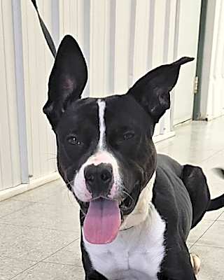 Photo of Leroy #image
