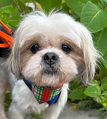 Photo of Toby #image
