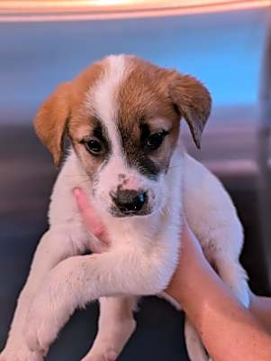 Photo of Border Collie-Pyrenees mix pu #image