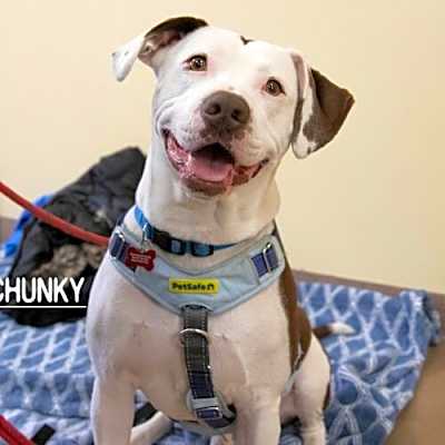 Photo of Chunky Talbot #image