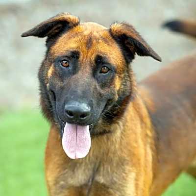 Photo of RUGER #image