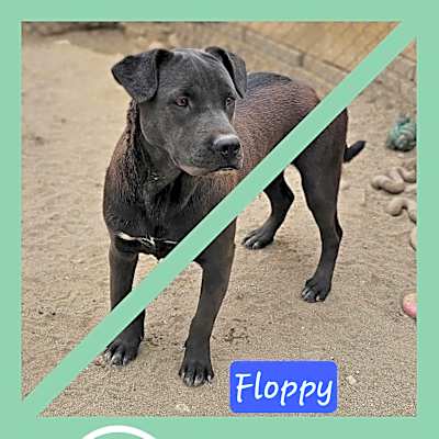 Photo of Floppy #image