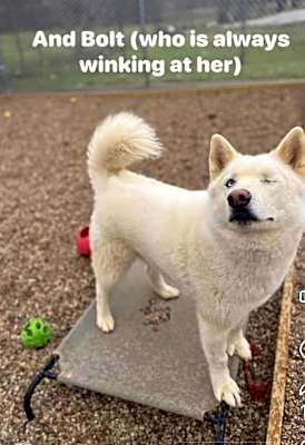 Photo of Bolt #image