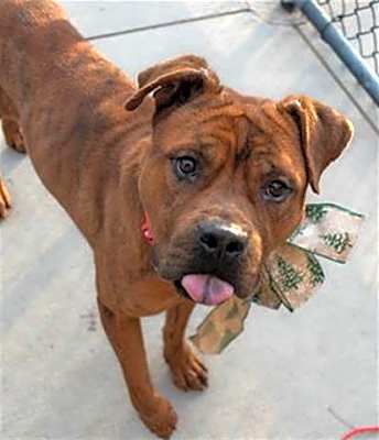 Photo of DUALLY #image