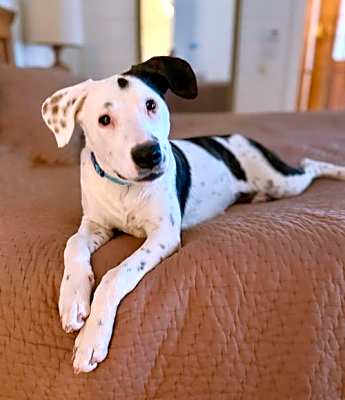 Photo of Spot #image