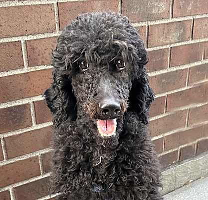 Photo of Rex #image