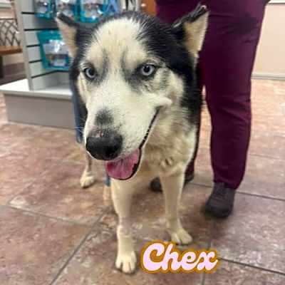 Photo of Chex *Foster Needed* #image