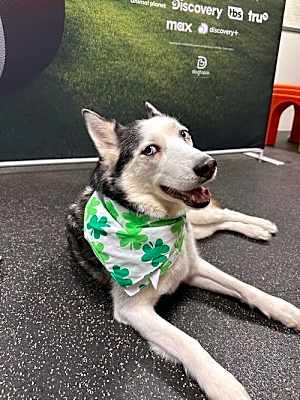 Photo of Molly *Foster Needed* #image