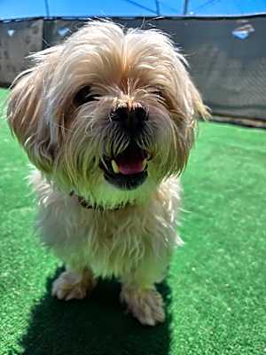 Photo of Chase #image