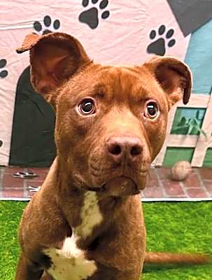 Photo of Rusty 2 #image