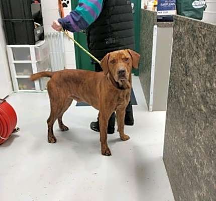 Photo of Woodrow #image