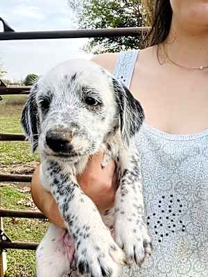 Photo of Daisy #image