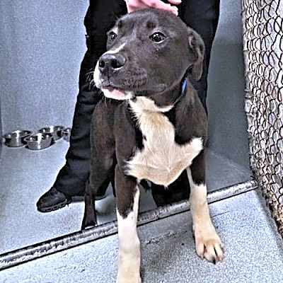 Photo of Scout #image