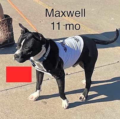 Photo of Maxwell #image