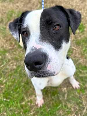 Photo of Diesel #image
