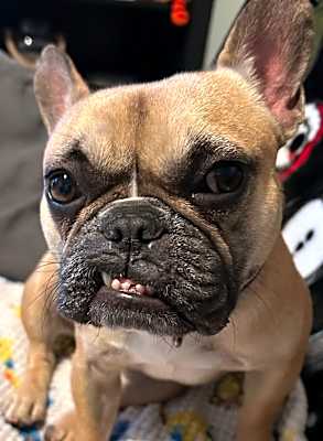 Photo of Peaches #image