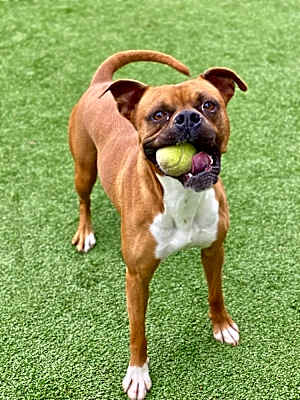 Photo of Ramsay - Permanent Foster #image