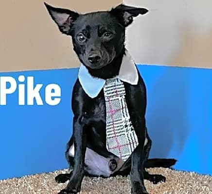 Photo of Pike #image