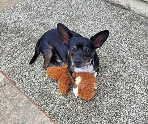 Photo of Oreo 🦴 #image