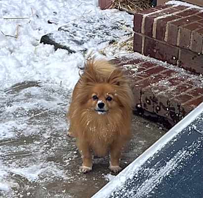 Photo of Noah 🐶 #image