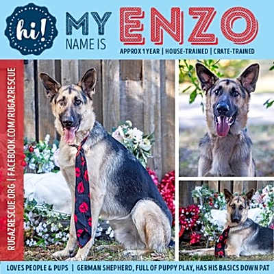 Photo of Enzo #image