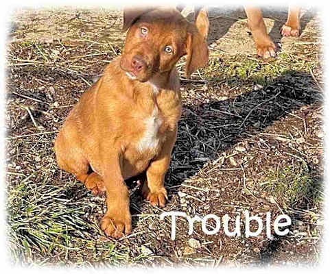 Photo of Trouble #image