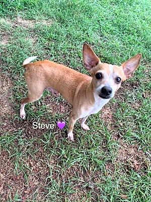Photo of Steve [bonded to Lewis] #image