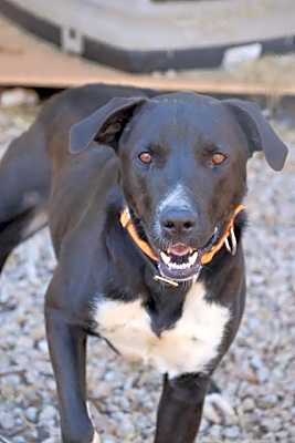 Photo of Otis #image