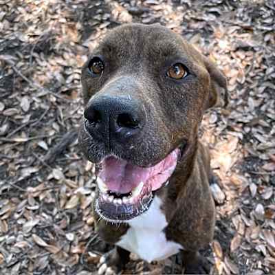 Photo of Rockie #image