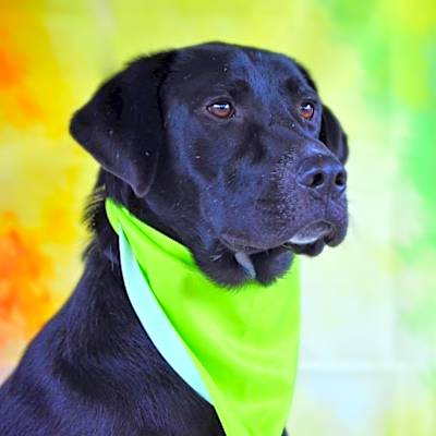 Photo of Bailey JR #image