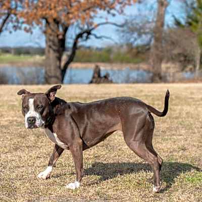 Photo of Pipi Poppins V30 #image