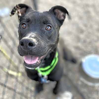 Photo of Roxy #image