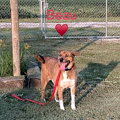 Photo of Beau #image