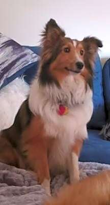 Photo of Toby 2024 #image