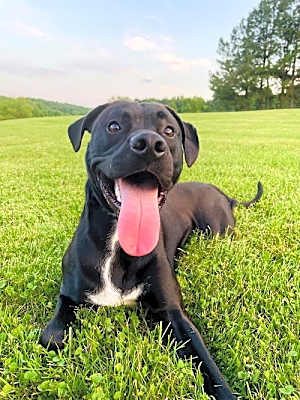 Photo of Winston (Rehoming Fee $50) #image