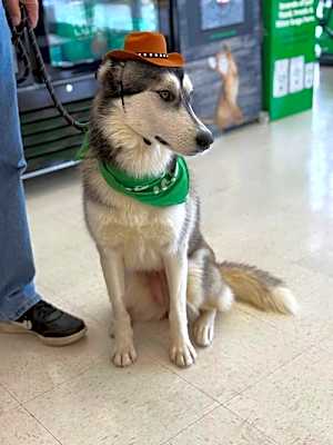 Photo of Bingo **Foster Needed** #image