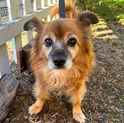 Photo of Eevee #image