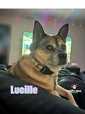 Photo of Lucille (Courtesy Post) #image