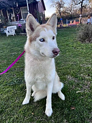 Photo of Mishka #image