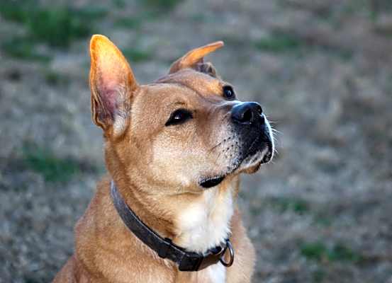 Photo of Zeke #image